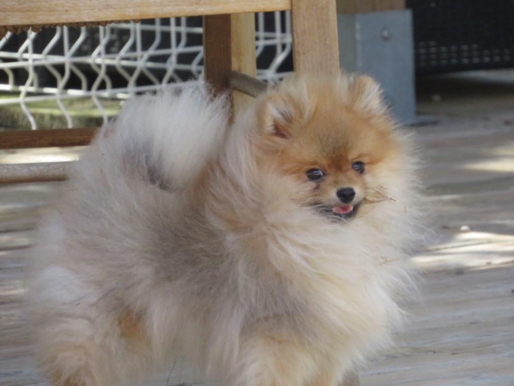 Petit prince cherche sa famille